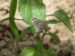 Leptotes lamasi