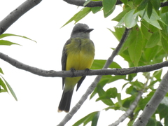 Tyrannus melancholicus