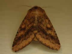 Helicoverpa armigera conferta