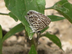 Leptotes lamasi