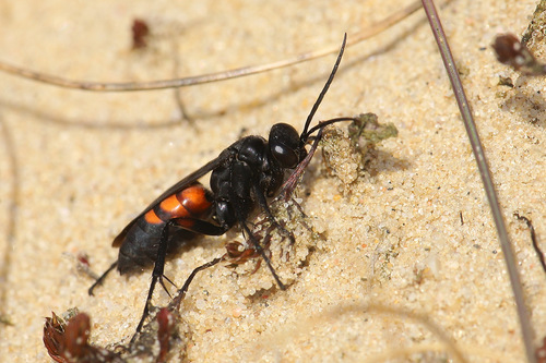 Black-banded Spider Wasp, photo 2 of 10