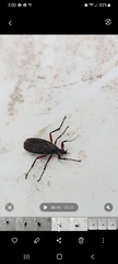 Bibio femoratus
