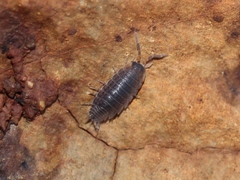 Porcellionides sexfasciatus
