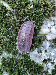 Porcellio debueni