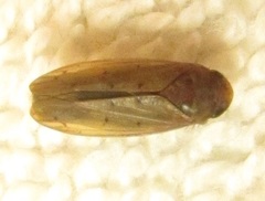 Ponana aenea