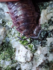 Porcellio debueni