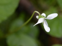 Viola macloskeyi