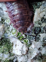 Porcellio debueni