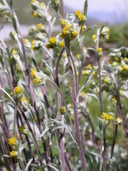 Artemisia umbelliformis