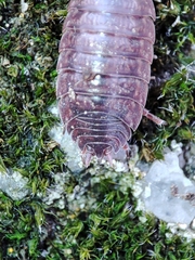 Porcellio debueni