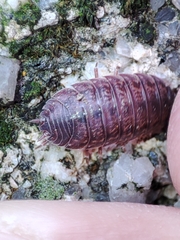 Porcellio debueni