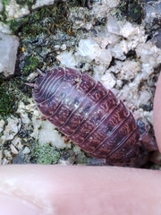 Porcellio debueni