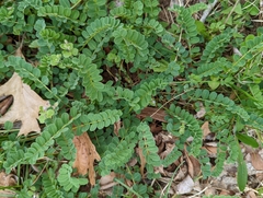 Securigera varia