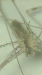 Holocnemus hispanicus