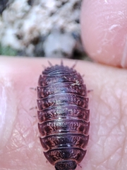 Porcellio debueni