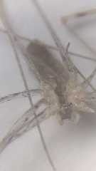 Holocnemus hispanicus