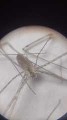 Holocnemus hispanicus