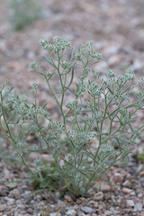 Johnstonella