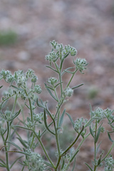 Johnstonella