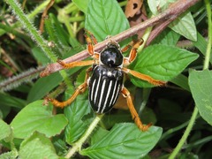 Ancistrosoma intermedium