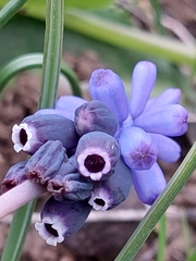 Muscari neglectum image