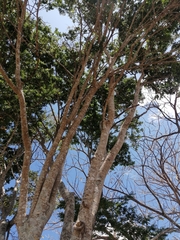Myroxylon balsamum