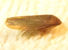 Ponana aenea