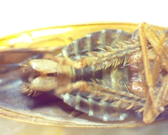 Ponana aenea