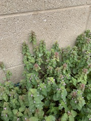 Lamium purpureum
