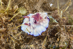 Goniobranchus hintuanensis