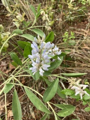 Lupinus diffusus