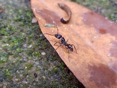 Odontoponera transversa