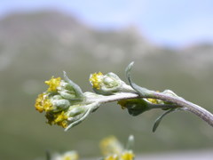 Artemisia umbelliformis