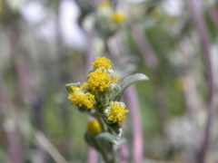 Artemisia umbelliformis