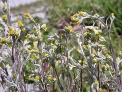 Artemisia umbelliformis