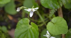 Viola macloskeyi
