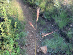 Aristida congesta barbicollis
