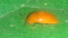 Mycomystes nigriventris