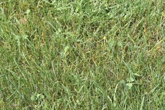 Puccinia brachypodii poae-nemoralis