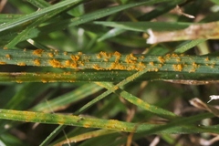 Puccinia brachypodii poae-nemoralis