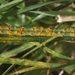 Puccinia brachypodii poae-nemoralis - Photo 由 James Bailey 所上傳的 (c) James Bailey，保留部份權利CC BY-NC