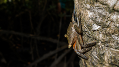 Aratus pisonii