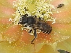Lithurgopsis