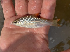 Enteromius holotaenia