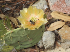 Opuntia chisosensis