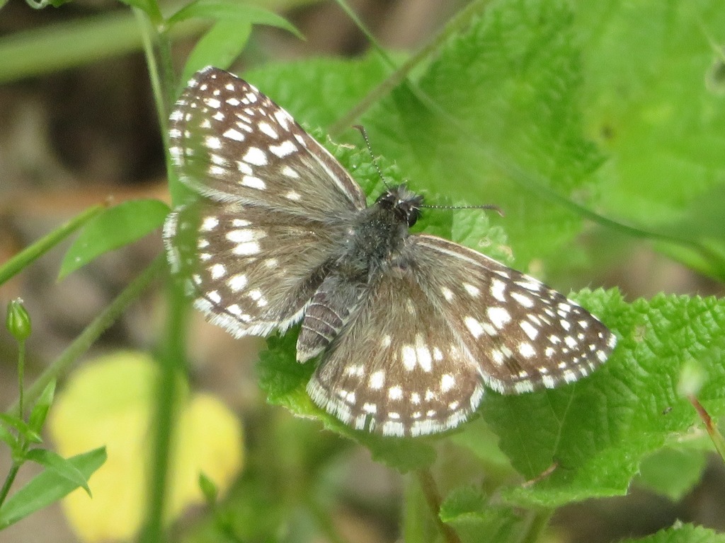 Brenda Checkered-Skipper