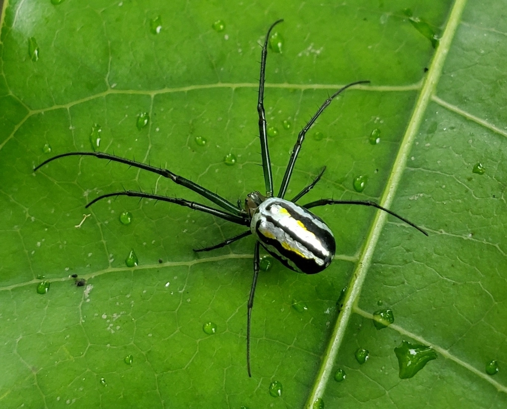 Leucauge regnyi