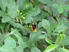 Heliconius himera