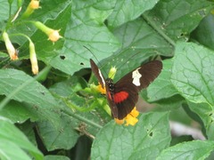 Heliconius himera