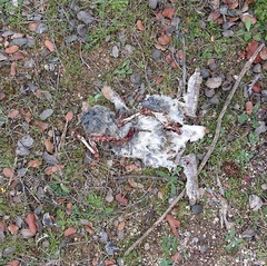 Oryctolagus cuniculus